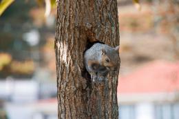 Squirrel in tree cut